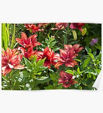 Lilies Aglow Poster