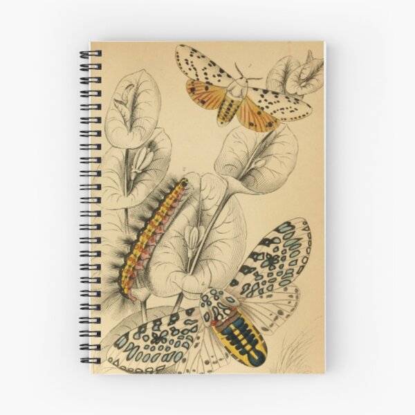 Item preview, Caterpillars and Butterflies designed and sold by BlueSpecsStudio.