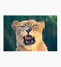 Snarl Photographic Print