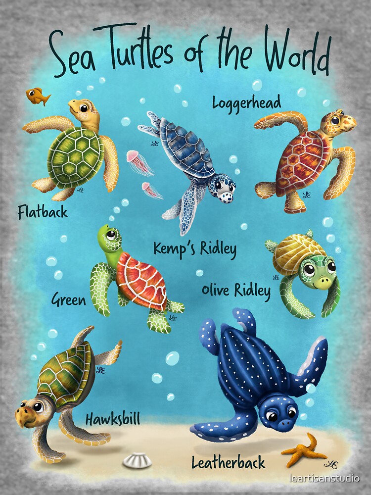 Sea Turtles of the World