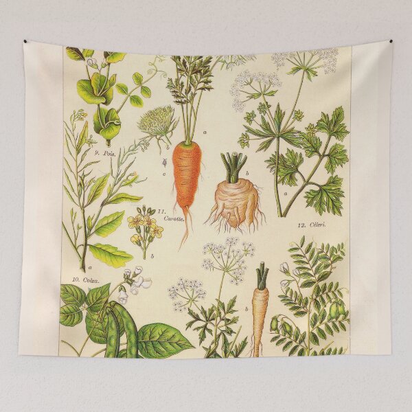 Item preview, Vintage French botanical illustration -  Henri Coupin - Plantes comestibles planche 2 designed and sold by Gardenlibrary.