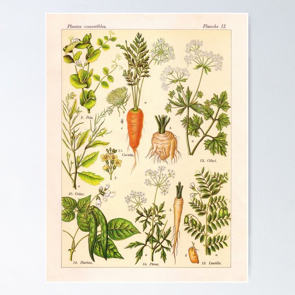 Item preview, Vintage French botanical illustration -  Henri Coupin - Plantes comestibles planche 2 designed and sold by Gardenlibrary.