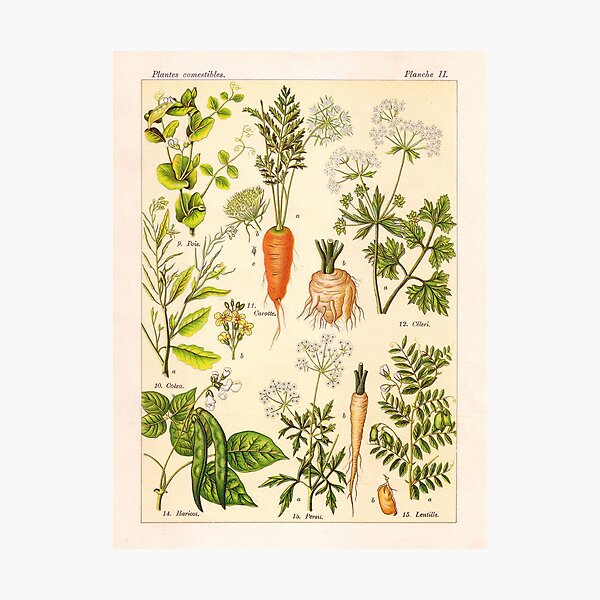 Vintage French botanical illustration - Henri Coupin - Plantes comestibles planche 2 Photographic Print