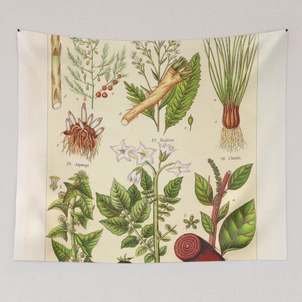 Item preview, Vintage French botanical illustration -  Henri Coupin - Plantes comestibles planche 3 designed and sold by Gardenlibrary.
