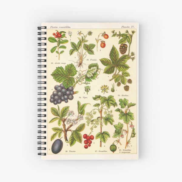 Item preview, Vintage French botanical illustration -  Henri Coupin - Plantes comestibles planche 4 designed and sold by Gardenlibrary.