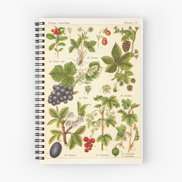 Artikelvorschau, Französische botanische Weinleseillustration - Henri Coupin - Plantes comestibles planche 4 entworfen und verkauft von Gardenlibrary.