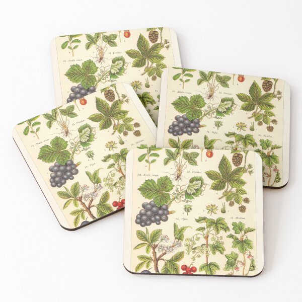 Item preview, Vintage French botanical illustration -  Henri Coupin - Plantes comestibles planche 4 designed and sold by Gardenlibrary.