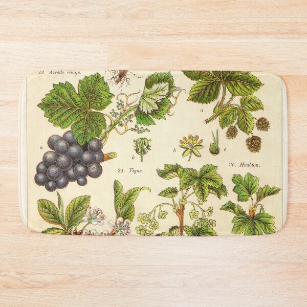 Item preview, Vintage French botanical illustration -  Henri Coupin - Plantes comestibles planche 4 designed and sold by Gardenlibrary.