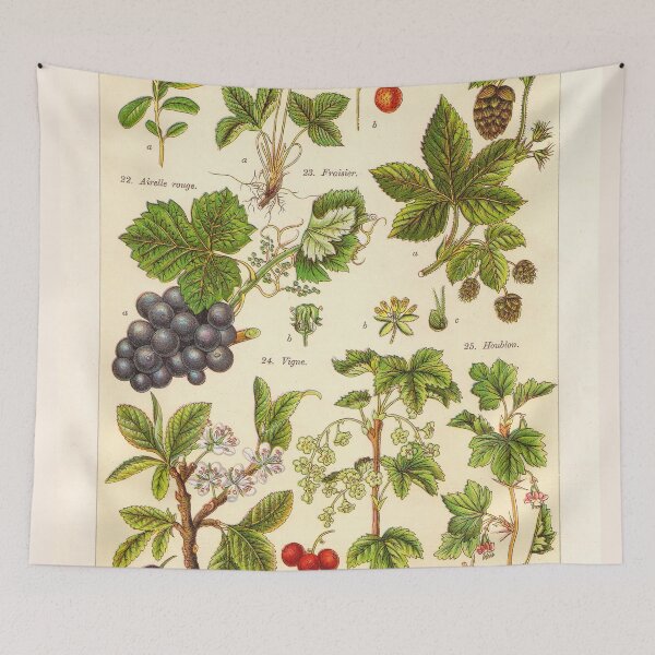 Item preview, Vintage French botanical illustration -  Henri Coupin - Plantes comestibles planche 4 designed and sold by Gardenlibrary.