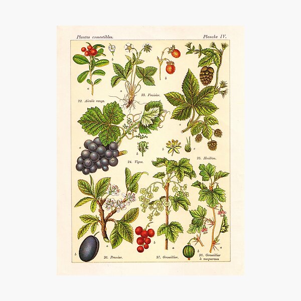 Vintage French botanical illustration - Henri Coupin - Plantes comestibles planche 4 Photographic Print