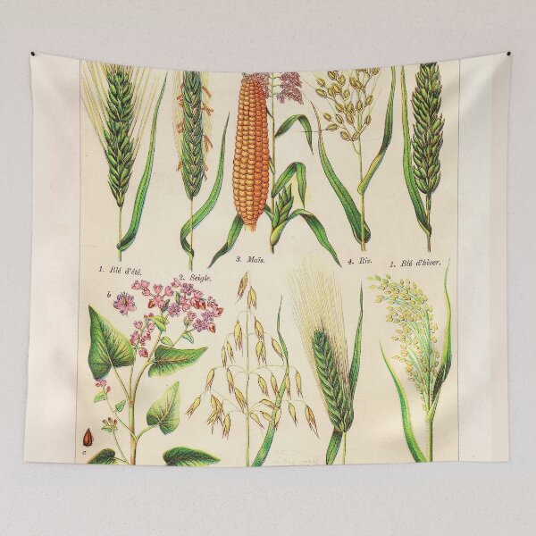 Item preview, Vintage French botanical illustration -  Henri Coupin - Plantes comestibles planche 1 designed and sold by Gardenlibrary.