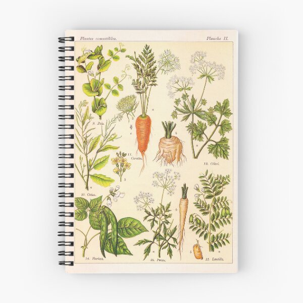 Item preview, Vintage French botanical illustration -  Henri Coupin - Plantes comestibles planche 2 designed and sold by Gardenlibrary.