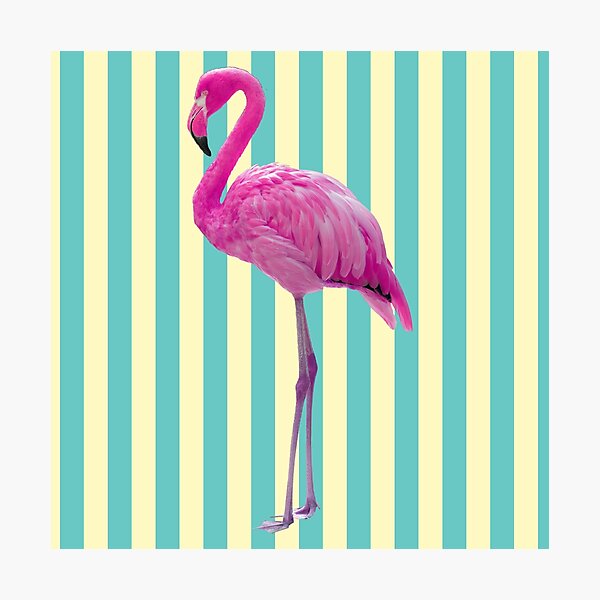 Hot Pink Flamingo Photographic Print
