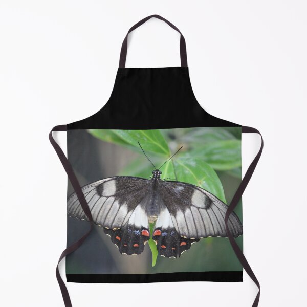 Item preview, Orchard Swallowtail Butterfly (Papilio aegeus) Female designed and sold by Wendy Skala.