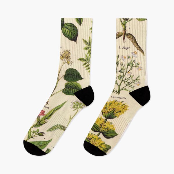 Item preview, French botanical illustration -  Henri Coupin - Plantes medicinales planche 1 designed and sold by Gardenlibrary.
