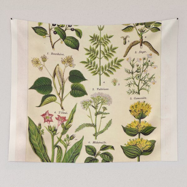Item preview, French botanical illustration -  Henri Coupin - Plantes medicinales planche 1 designed and sold by Gardenlibrary.