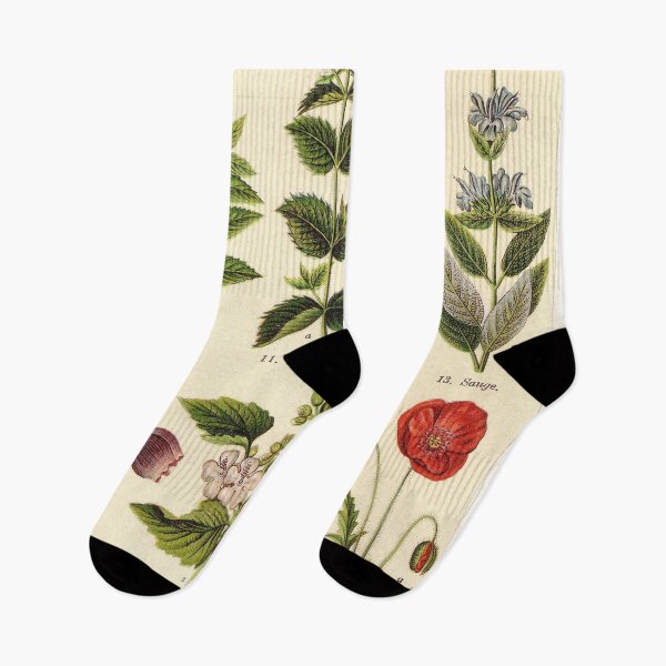 Item preview, French botanical illustration - Henri Coupin - Plantes medicinales planche 2 designed and sold by Gardenlibrary.