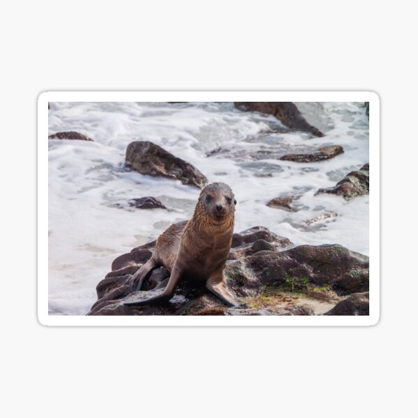 Sea Lion on the Shore Sticker