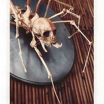 Artwork thumbnail, spider monkey taxidermy photograph by resonanteye