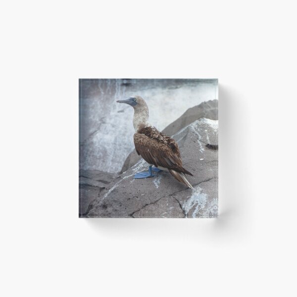 Item preview, Galapagos Islands Blue Footed Booby Bird designed and sold by SafariByMarisa.
