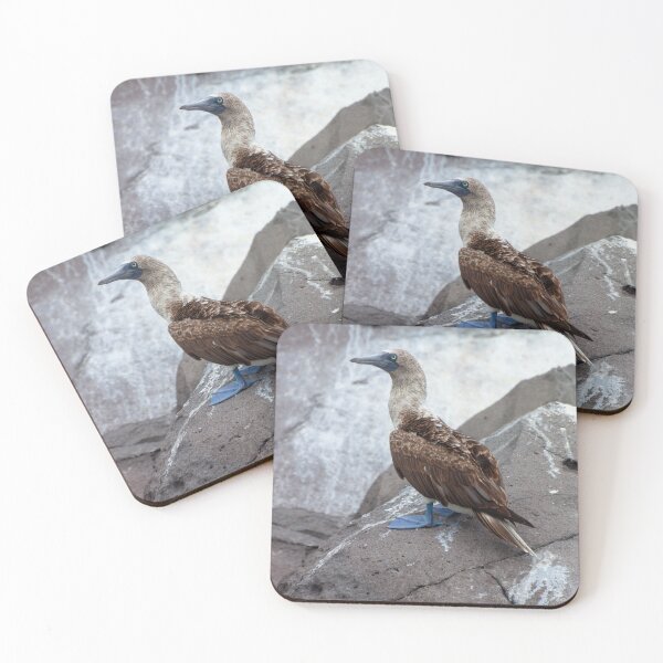 Item preview, Galapagos Islands Blue Footed Booby Bird designed and sold by SafariByMarisa.