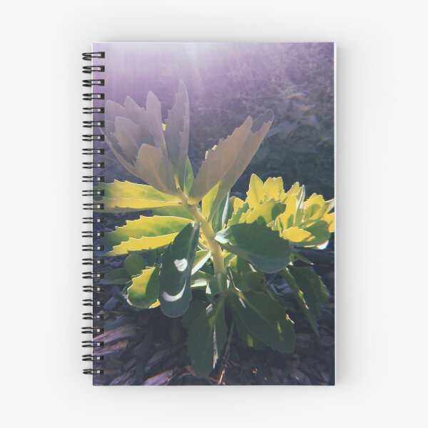 Item preview, Sun Lit Succulent  designed and sold by abigail-hempell.