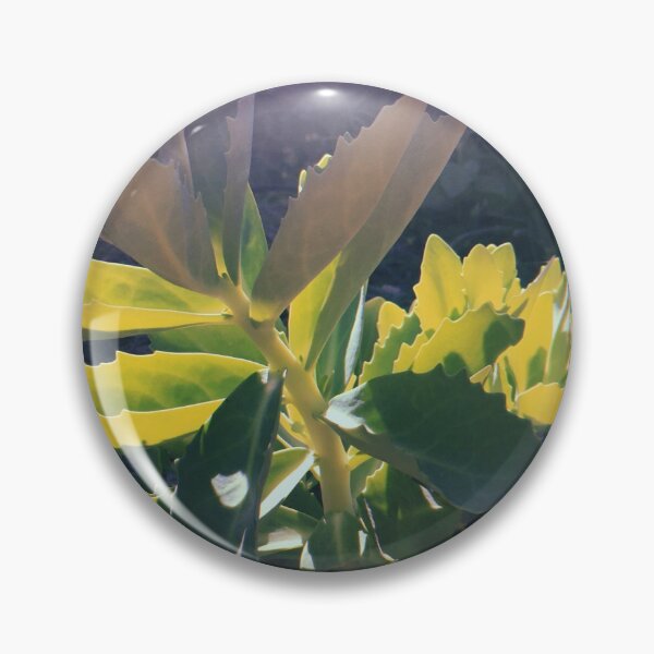 Item preview, Sun Lit Succulent  designed and sold by abigail-hempell.