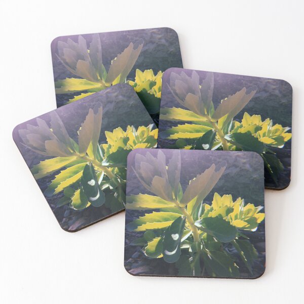 Item preview, Sun Lit Succulent  designed and sold by abigail-hempell.
