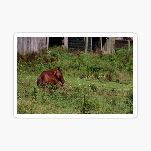 Horsing Around Sticker