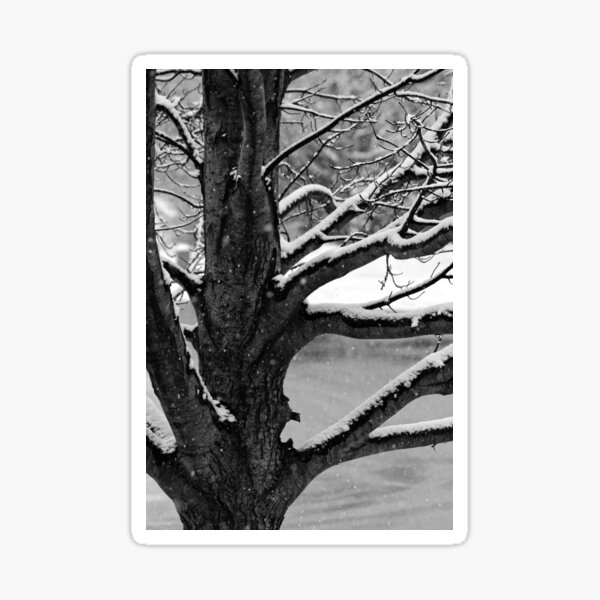 Snowy Tree in Black & White Sticker