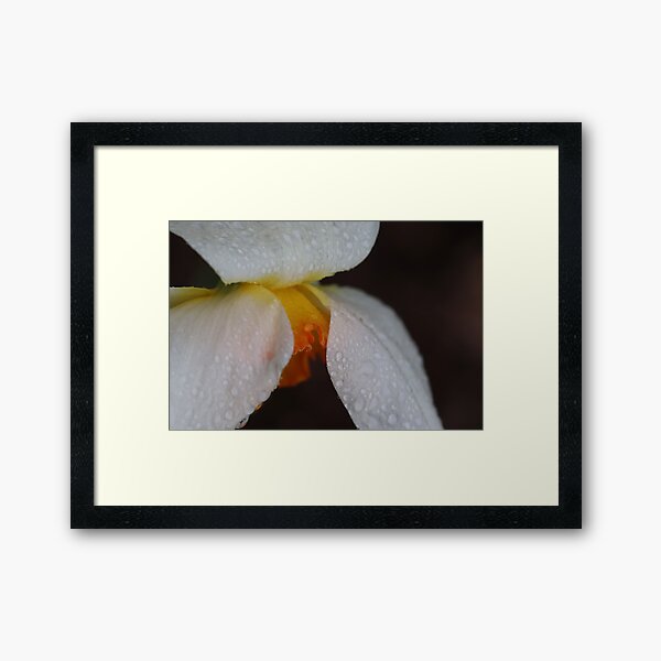 Rain Kissed Daffodil Framed Art Print
