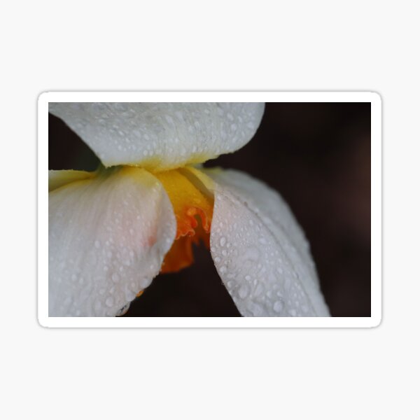 Rain Kissed Daffodil Sticker