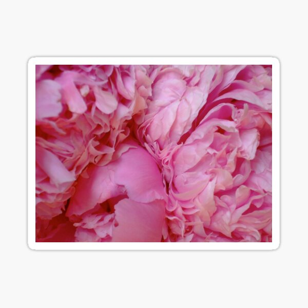 Item preview, Peonies designed and sold by Jenna Coffin.
