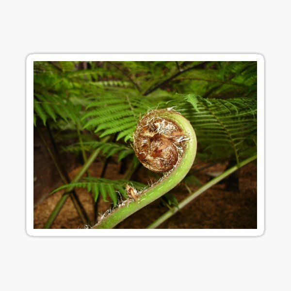 Item preview, Fern Spiral  designed and sold by scholara.