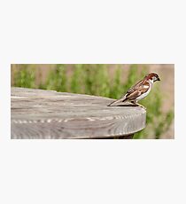 Another Kind of Hunting Photographic Print