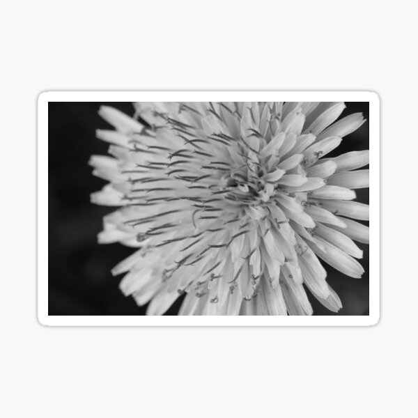 Delicate Dandelion Curls in Black & White Sticker