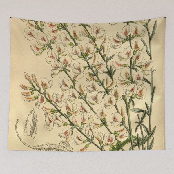 Item preview, Cytisus albus 143 8693 designed and sold by EsotericBotanic.