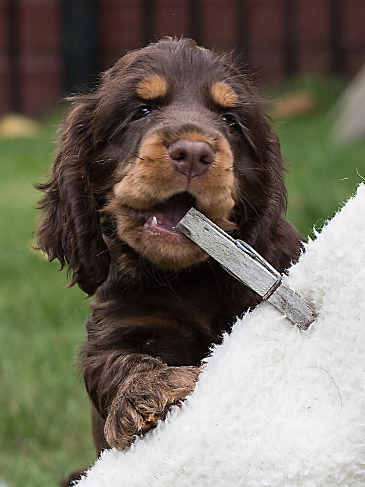 Chocolate spaniel best sale