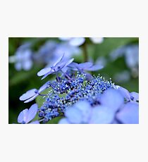 Taube Lace Cap Hydrangea Photographic Print