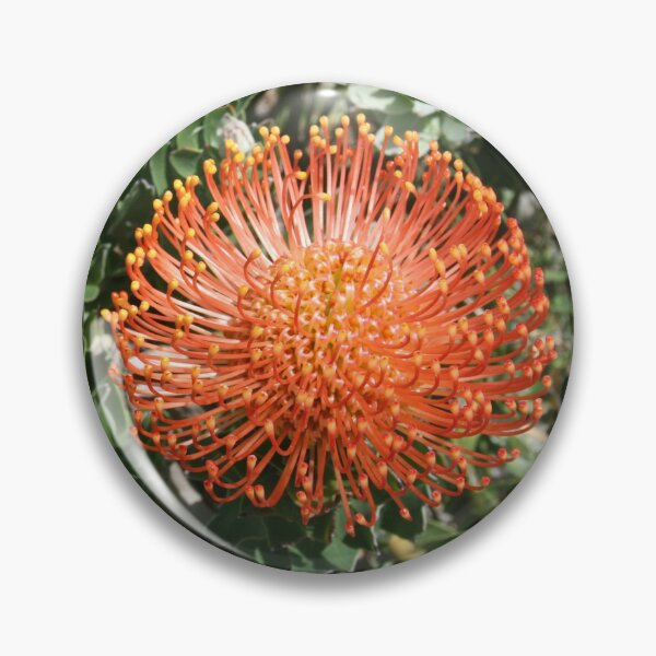 Item preview, Orange Firework Proteas designed and sold by Wendy Skala.