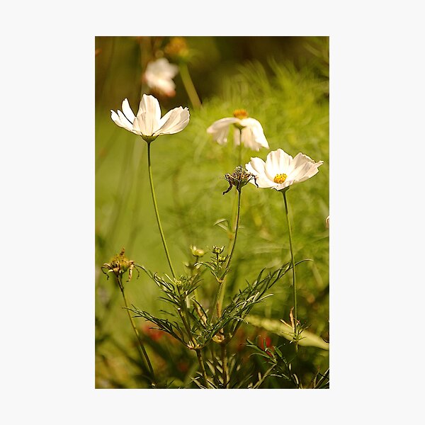 Item preview, Garden Cosmea, East Devon designed and sold by Mike  Waldron.