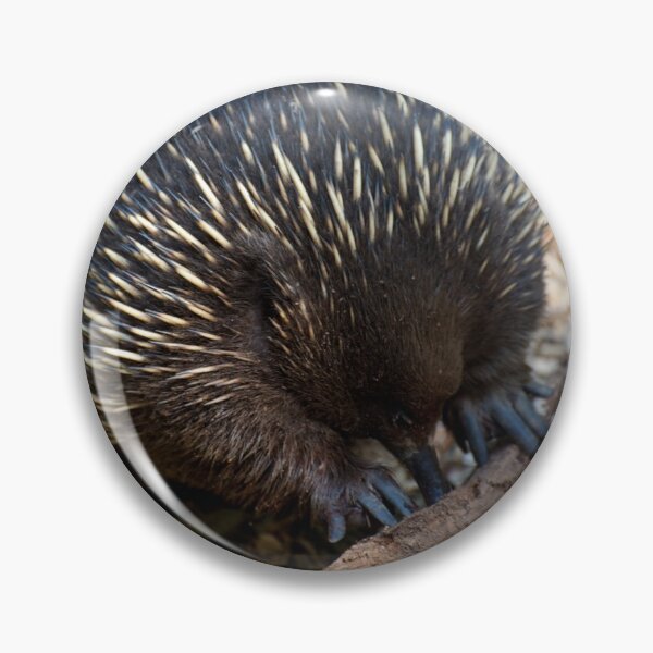 Item preview, Echidna Sticky Beak designed and sold by GP1746.