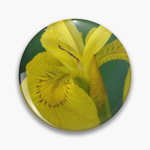 Item preview, Yellow Iris (Iris pseudacorus) designed and sold by Marilyn Harris.