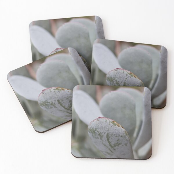 Item preview, Soft Succulent Lines designed and sold by Joy Watson - Natural Light Photography .