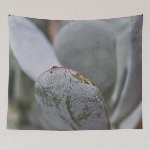 Item preview, Soft Succulent Lines designed and sold by Joy Watson - Natural Light Photography .