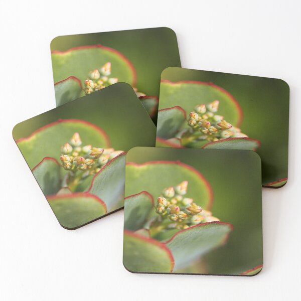 Item preview, Green Succulent With Buds designed and sold by Joy Watson - Natural Light Photography .