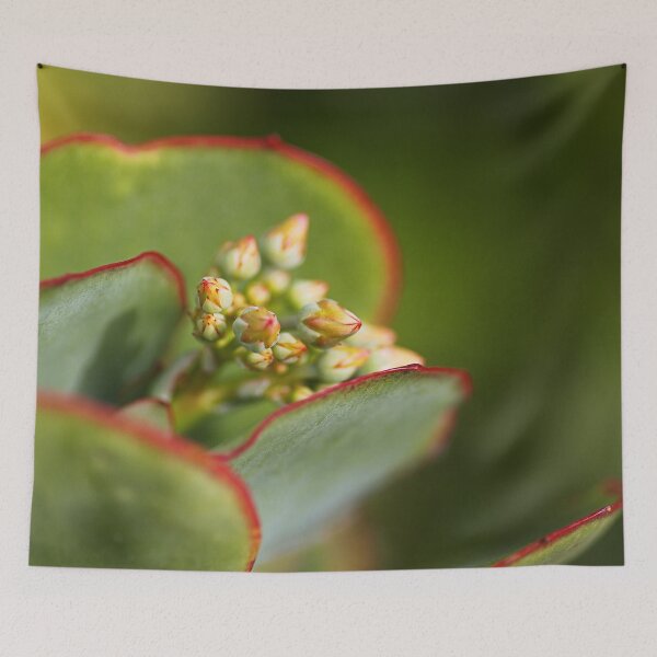 Item preview, Green Succulent With Buds designed and sold by Joy Watson - Natural Light Photography .