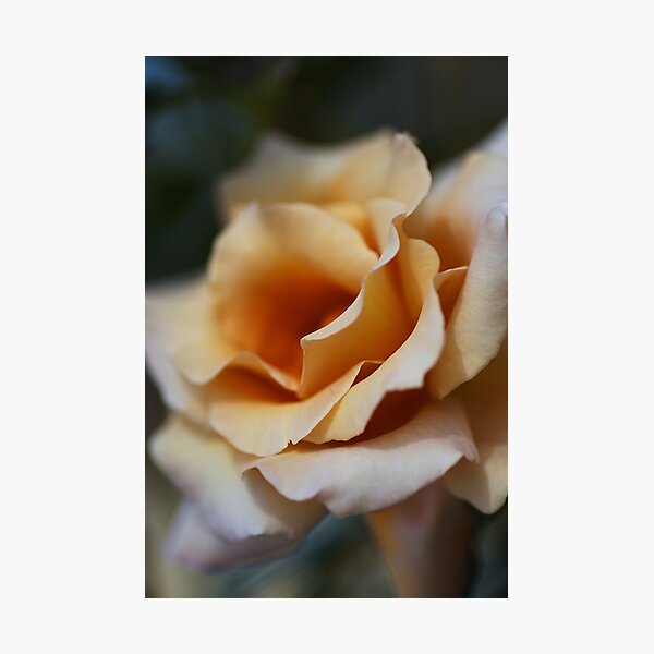 Dreaming Of Coffee Rose Photographic Print
