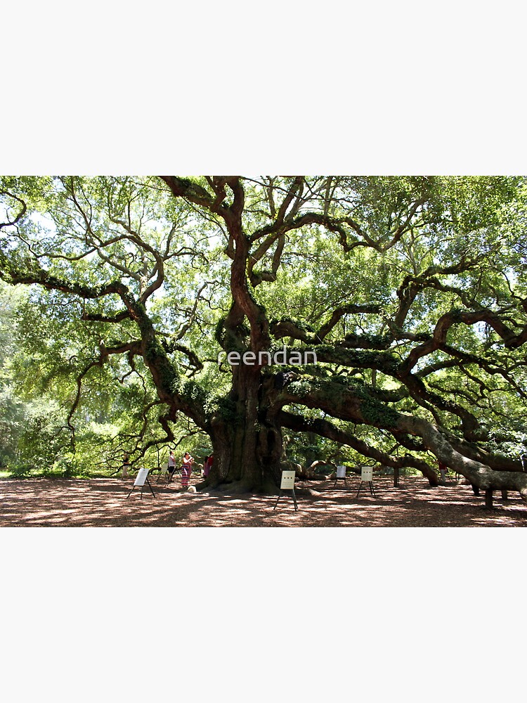 Angel Oak Tree Canvas Print By Reendan Redbubble Flat,750x,075,f Pad,750x1000,f8f8f8.u3