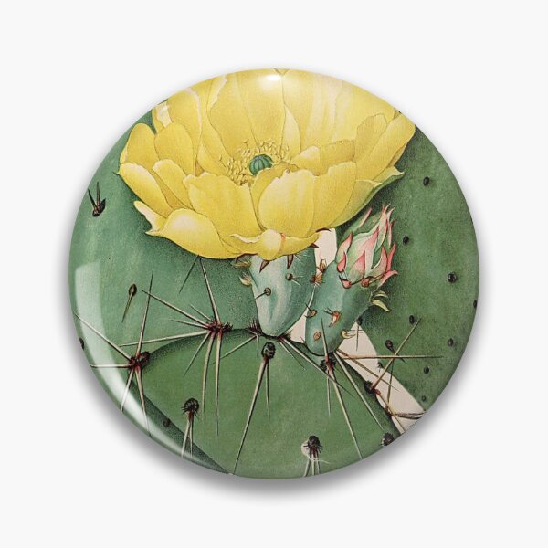 Item preview, Vintage botanical illustration - The Cactaceae - Britton and rose plate 25  designed and sold by Gardenlibrary.